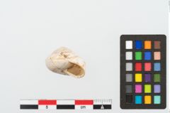 Foto von Schneckengehäuse (NHMW-PRAE-002237c)